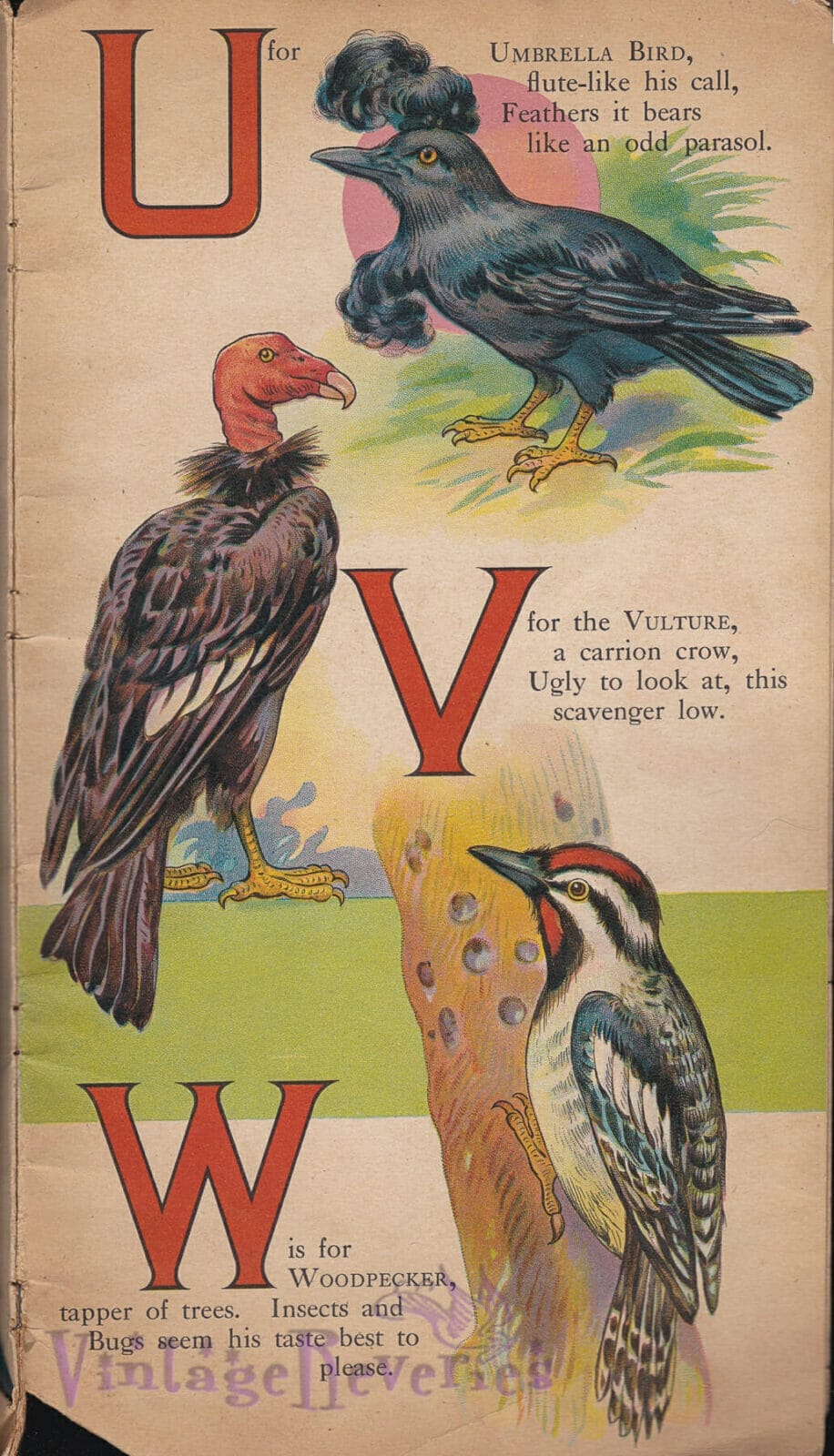 Birds that begin with letters U V and W