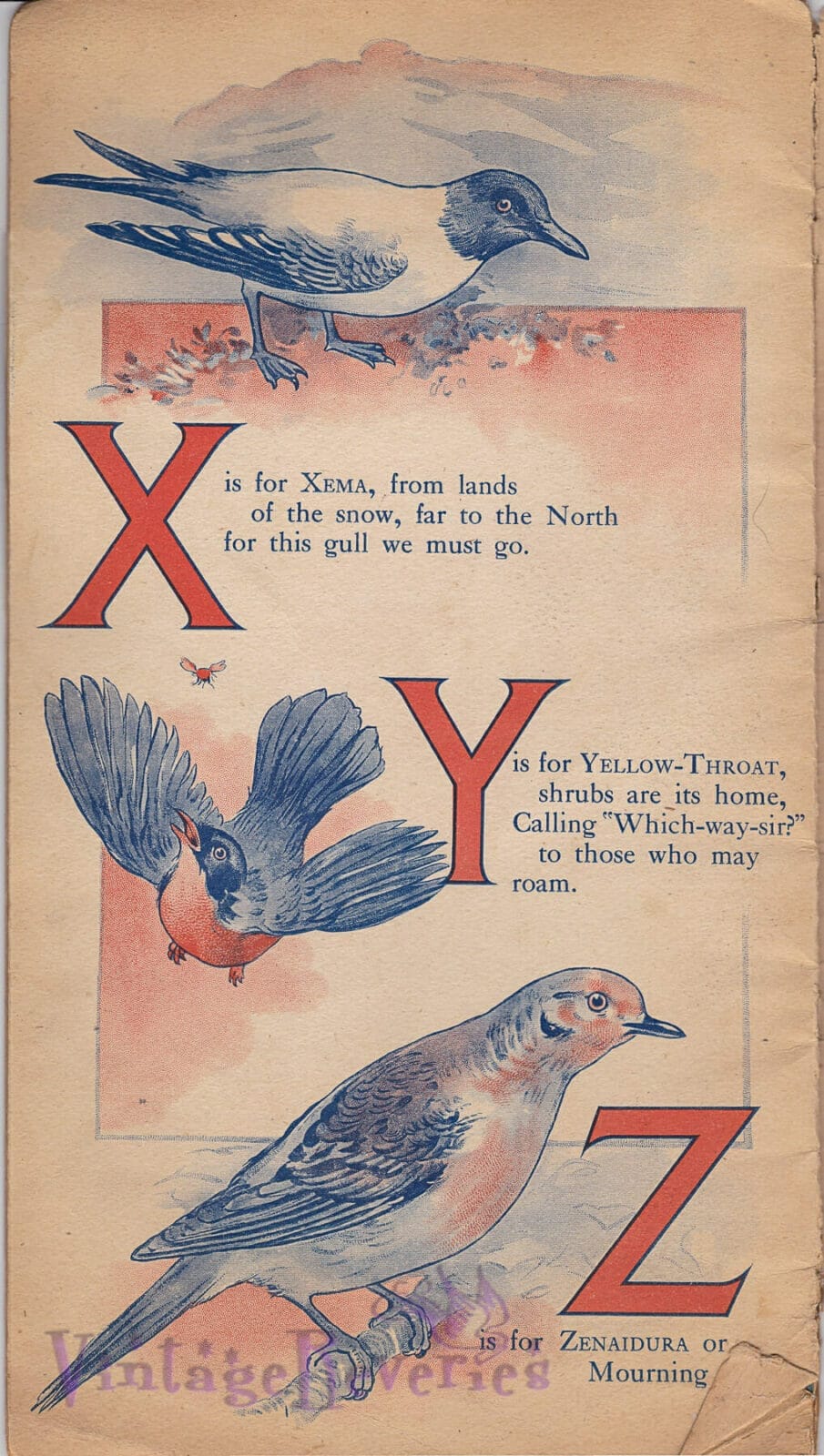 Learn the alphabet with birds