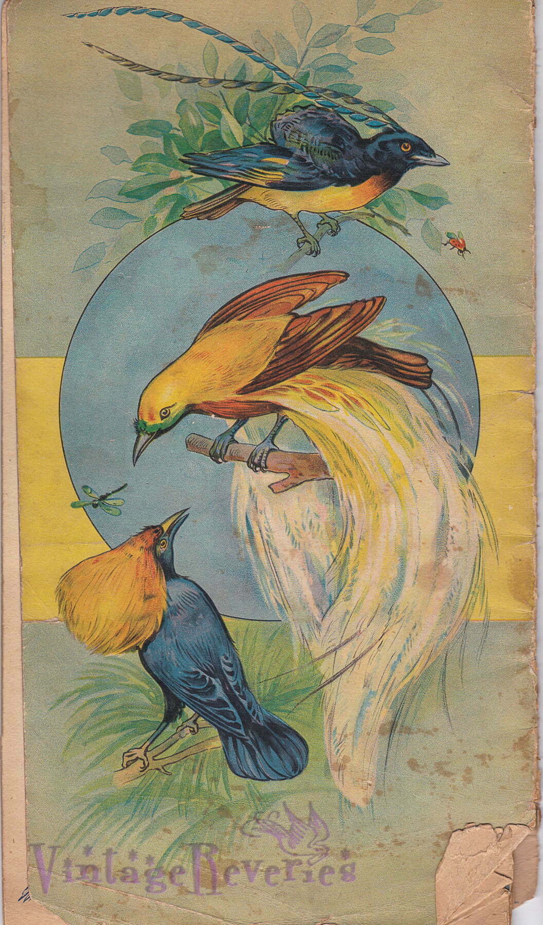Turn of the century bird illustration