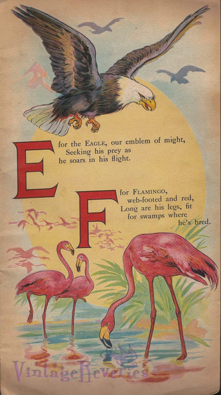 flamingo illustration early 1900s