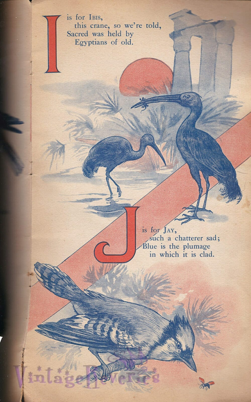 1916 book about birds
