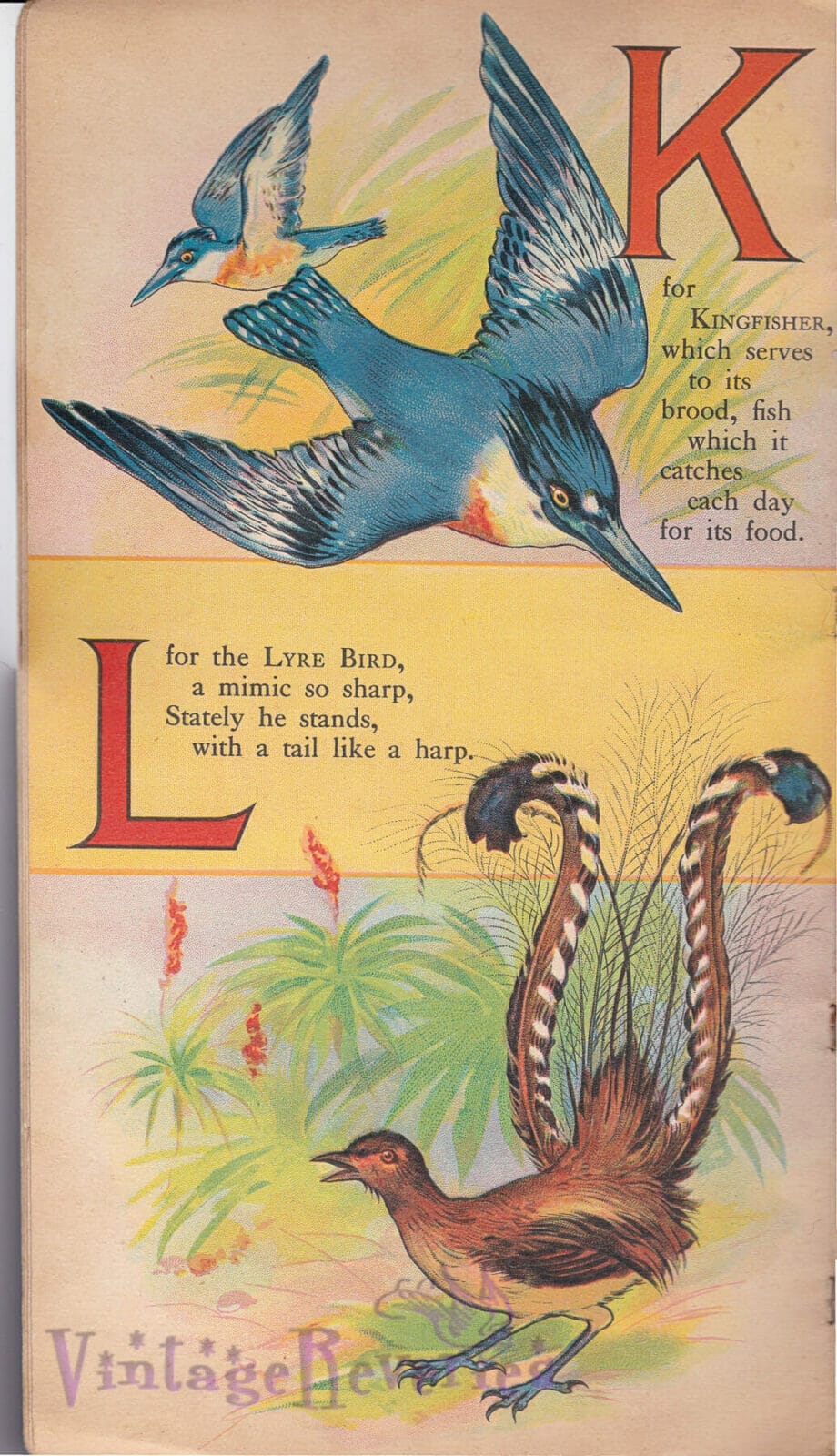 childrens book about birds