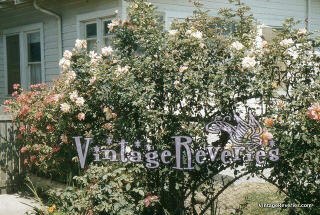 Rose hedge kodachrome picture